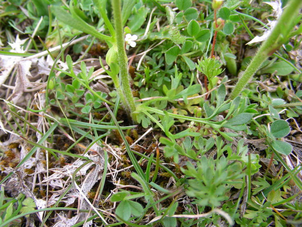 Ranunculus millefoliatus